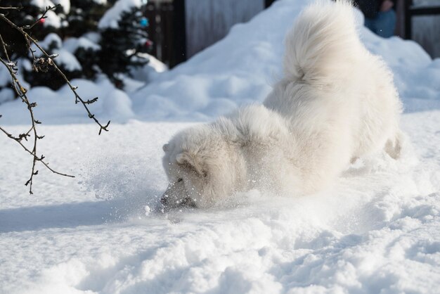 Foto il cane bianco samoiato sta correndo fuori sulla neve.