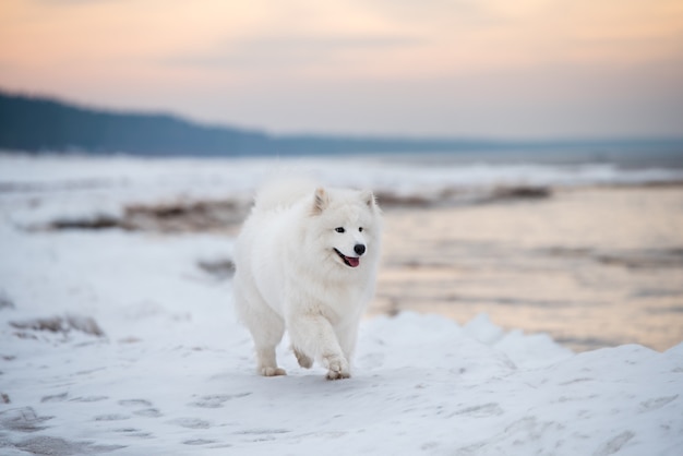 サモエドの白い犬が雪の上を走っていますサウルクラスチビーチラトビアの白い砂丘