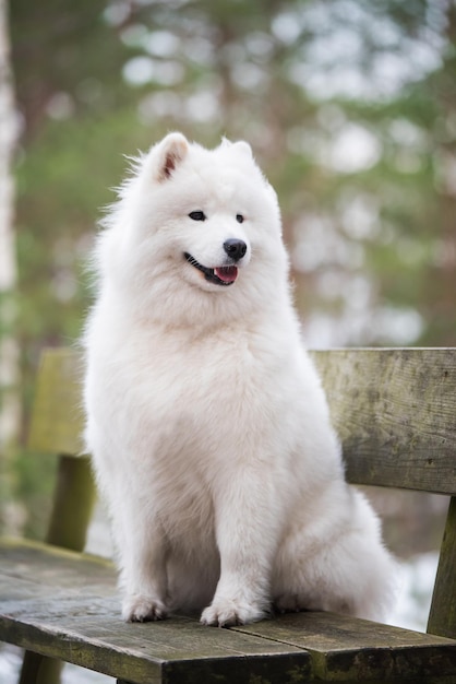 サモエドの白い犬がベンチの冬の森に座っています