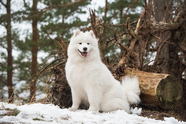 サモエドの白い犬が冬の森に座っています