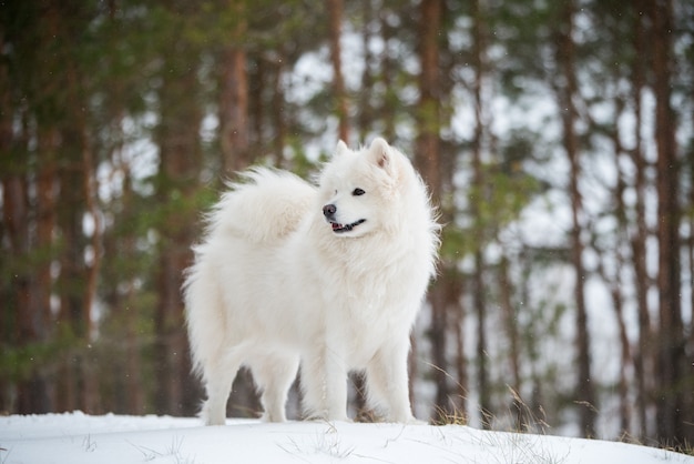 Il cane bianco samoiedo è seduto nella foresta invernale