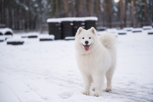 Samoyed white dog is on snow outside on winter scenery