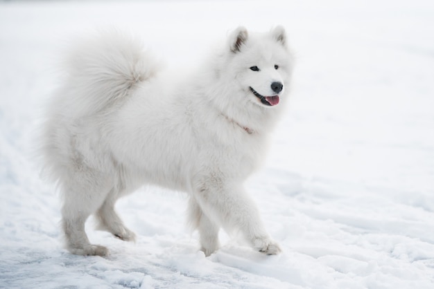 サモエドの白い犬は冬の風景の外で雪の上にあります