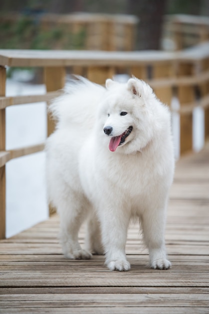 サモエドの白い犬はラトビアの雪道の道にいます