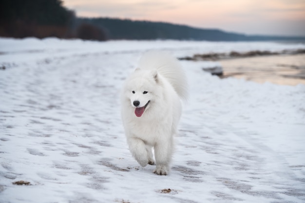 サモエドの白い犬がラトビアの雪のサウルクラスチビーチにいます