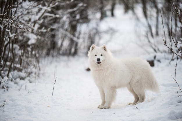 サモエドの白い犬が外の雪景色にいます