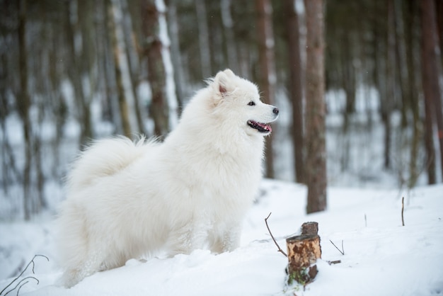 Il cane bianco samoiedo sta camminando nella foresta invernale