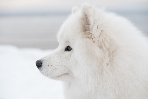 Samoyed white dog muzzle close up is on Saulkrasti beach