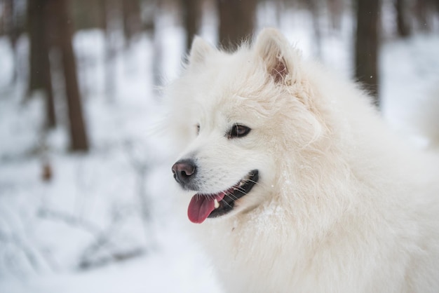 Samoyed 흰색 개 초상화 근접 촬영은 겨울 숲에 있습니다