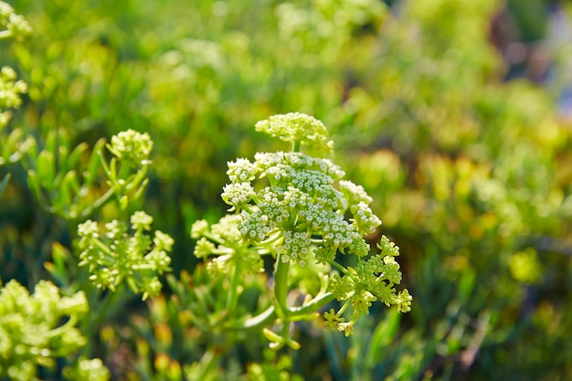 Samphire Crithmum maritimum plant Испания