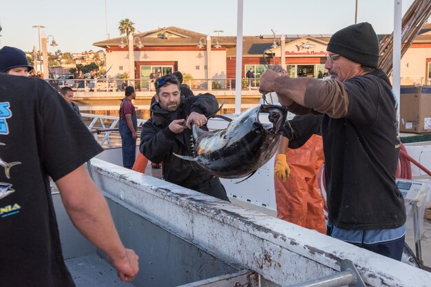 SAN DIEGO, USA - NOVEMBER 17, 2015 - fishing boat unloading tuna at sunrise