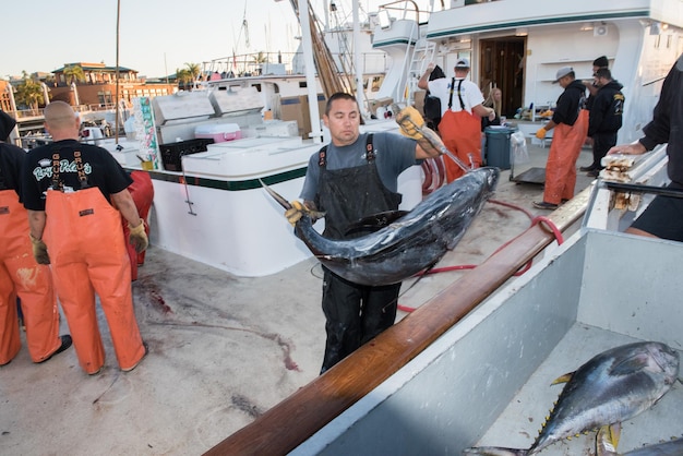 Photo san diego, usa - november 17, 2015 - fishing boat unloading tuna at sunrise