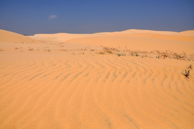 San dunes in the desert