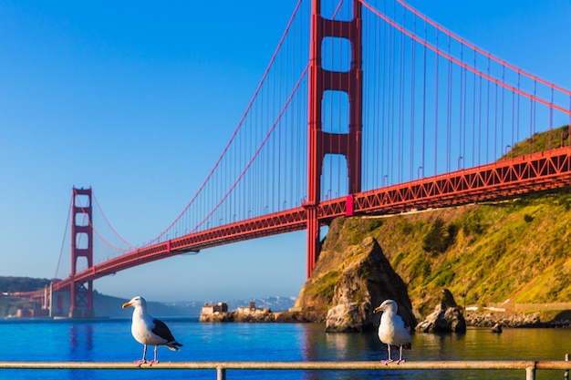 San Francisco Golden Gate Bridge-zeemeeuw Californië