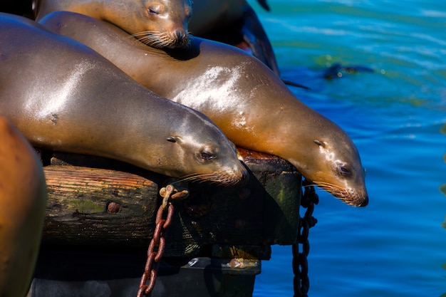 San Francisco Pier 39 lighthouse and seals California