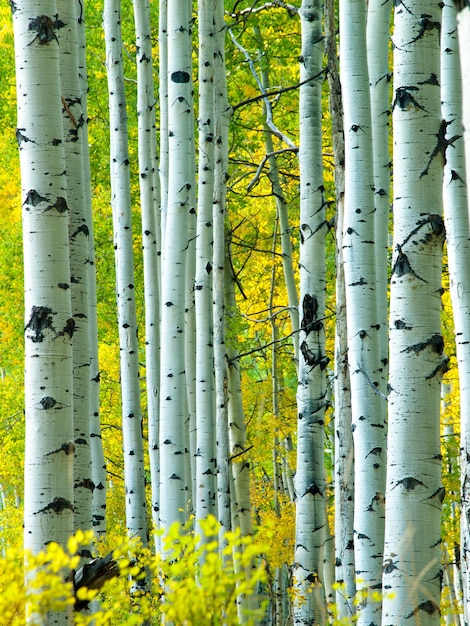 In the san juan range of the Colorado Rocky Mountains, autumn turns aspen trees a golden yellow that contrasts their white trunks.