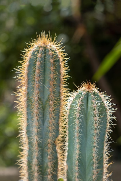 棘の背景を持つサン ペドロ サボテン trichocereus echinopsis pachanoi