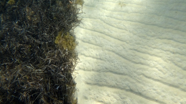 Подводное плавание с песчаным дном в бирюзовой лагуне