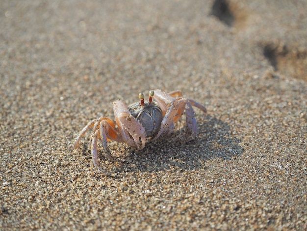 Granchio di sabbia sulla fine della spiaggia in su