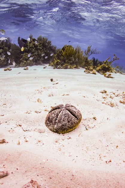 写真 砂の上の砂ドル