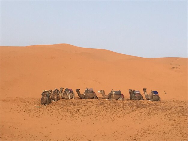 Sand dune in desert against clear sky