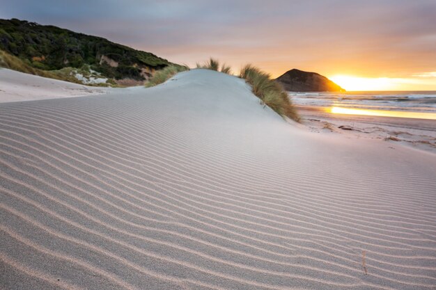 Sand dune at Pacific ocean beach, New Zealand