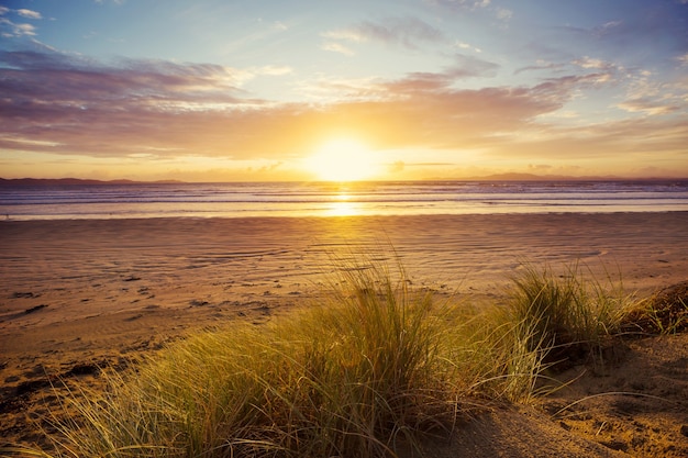 Sand dune at Pacific ocean beach, New Zealand