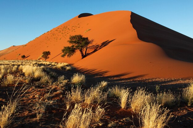 Photo sand dune in sossusvlei in the namib desert in namibia