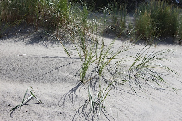 발트해의 잔디 조각이 있는 모래 언덕