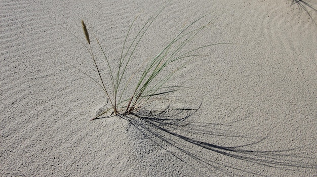 a sand dune with a strip of grass on Baltic Sea