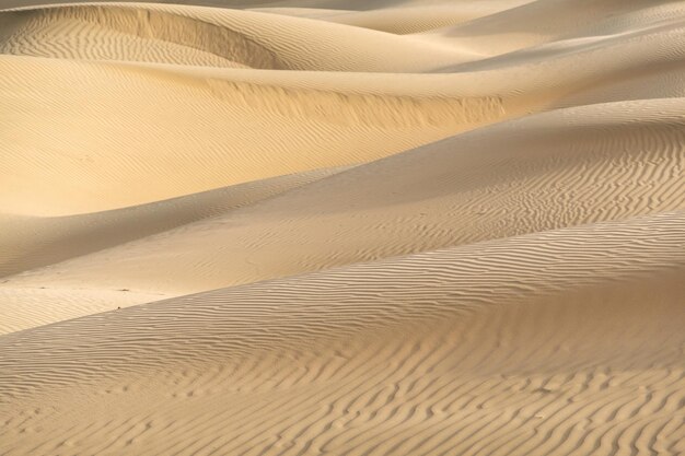 Photo sand dunes in desert