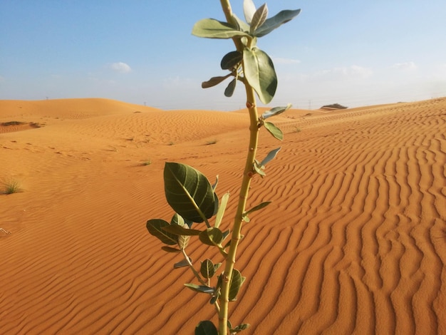 Sand dunes in the desert