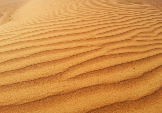 Sand dunes in the desert