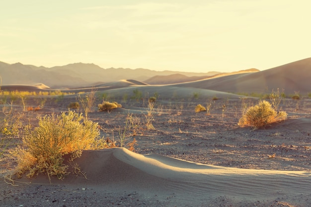 Sand dunes in the Sahara desert