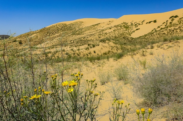 Sand dunes of the Sarykum dune A natural monument Dagestan Russia