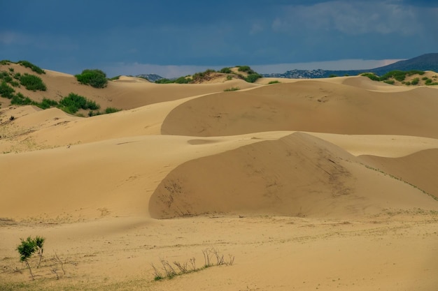 Sand dunes and trees