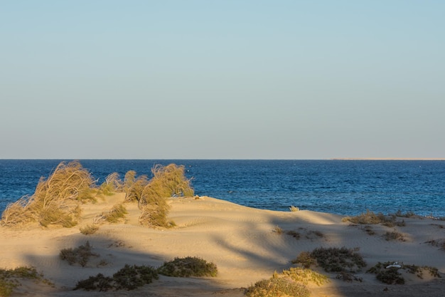 Sand dunes with grass and shrubs at the blue sea