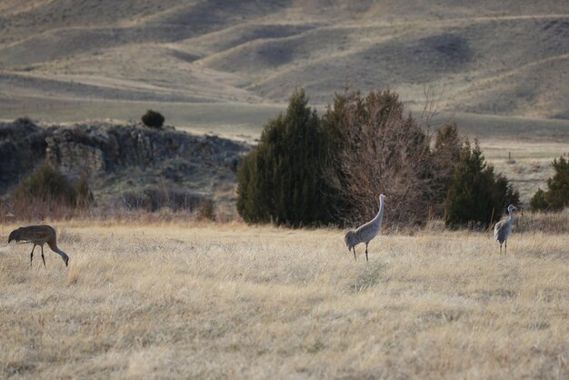 Sand hill cranes in a field