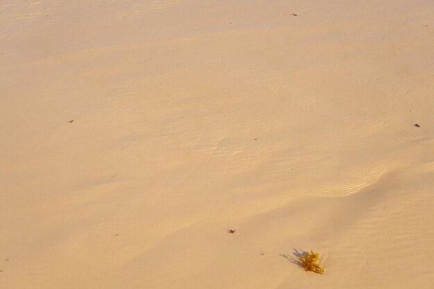 사진 바람의 패턴을 배경으로 하는 사막의 모래