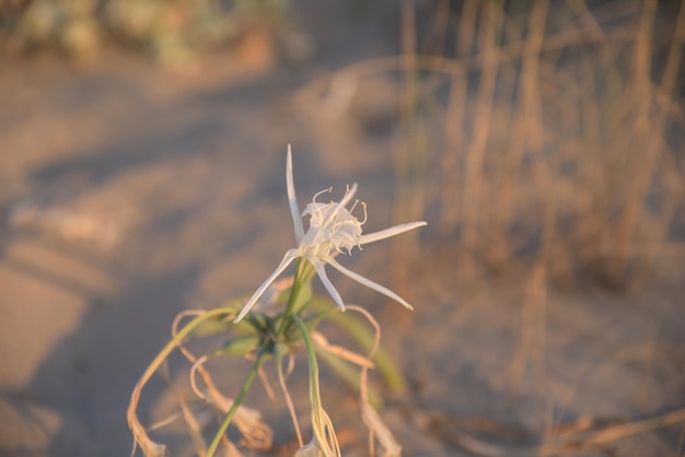 모래 백합 또는 바다 수선화 근접 촬영 보기 Pancratium maritimum 야생 식물 개화 흰 꽃