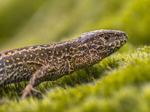 Photo sand lizard lacerta agilis in natural habitat on green moss