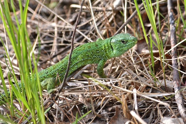 Sand lizard Lacerta agilis