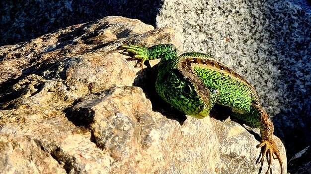 Sand lizard sand lizard