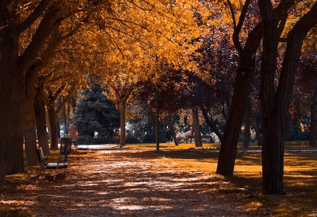 Sand path between trees and benches in the park on an autumn day. Copy space. Selective focus.