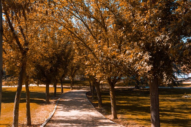 Sand path between trees in the park on an autumn day. Copy space. Selective focus.