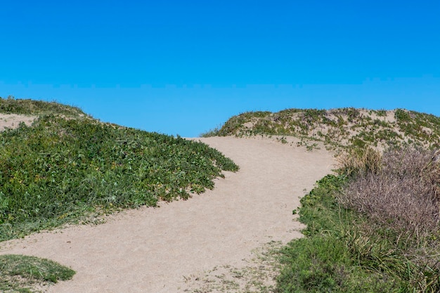 Sand road on the beach with vegetation on the sides