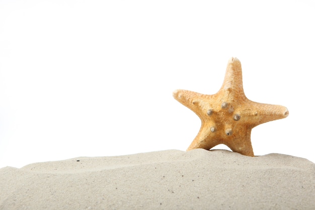 Conchiglie di sabbia e stelle marine isolate su un posto bianco per il viaggio di testo mare