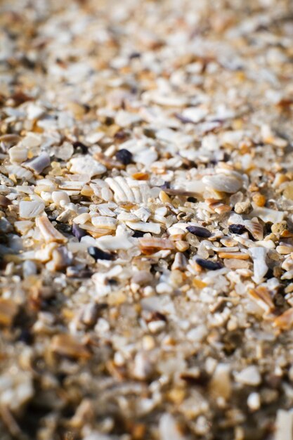 Sand and small particles of shells on the seashore closeup Background