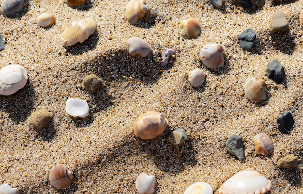 sand texture background with scattered seashells and pebbles