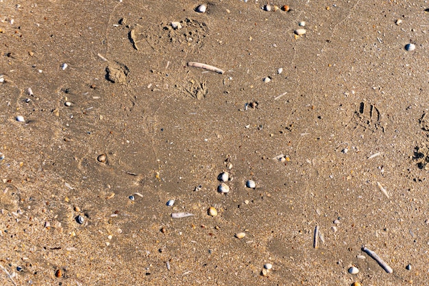 Sand Texture Beach Natural sand texture pattern with shells